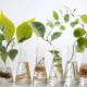 Huit bocaux de laboratoire différents alignés, tous remplis d'eau et de différentes plantes vertes avec racines