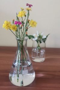 Ein Erlenmeyerkolben und ein Becherglas halb gefüllt mit Wasser und Blumen